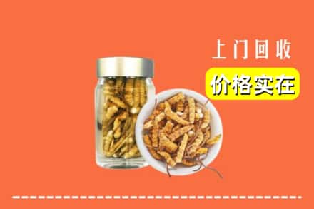 平陆县回收散虫草